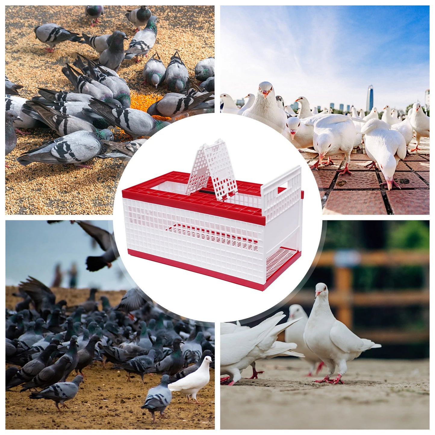 Foldable Pigeon Cage W/ Handle,Plastic Pigeon Carrier,Portable Travel Bird Cage for 14 Pigeons,3-Door Rectangle Transport Cage